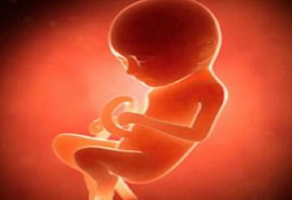 Foetal Development - Baby Growth During Pregnancy in Each Trimester