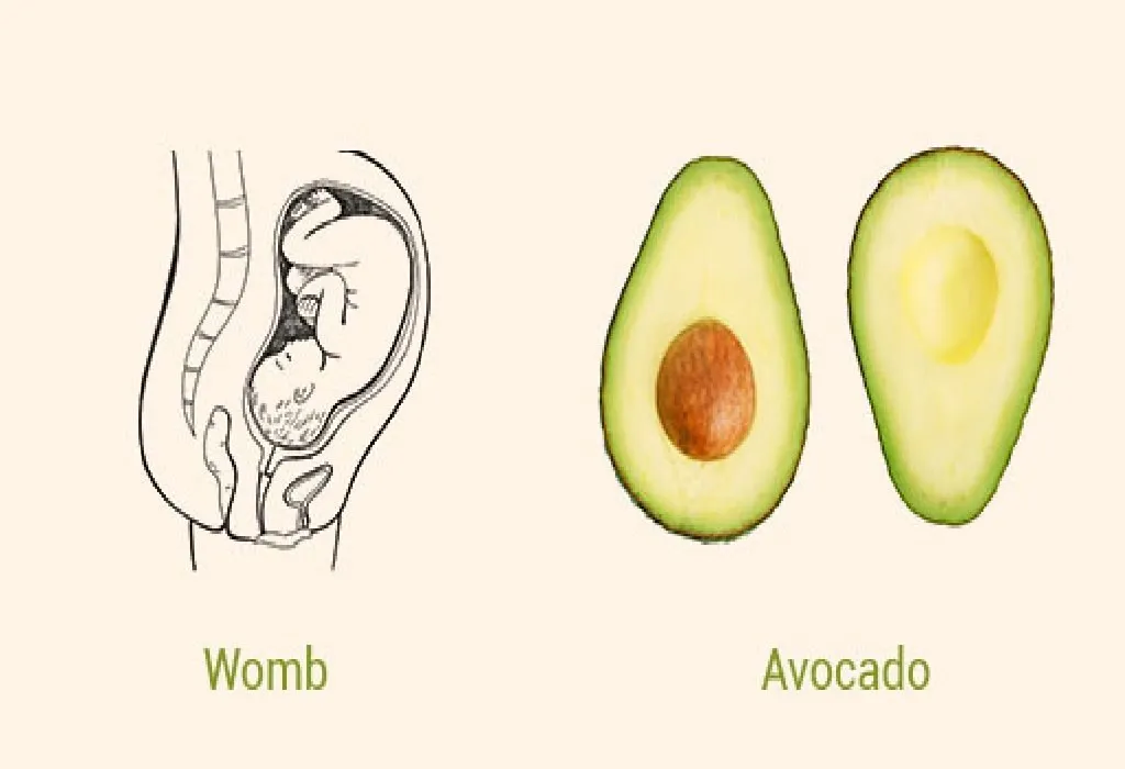 Avocado and Womb
