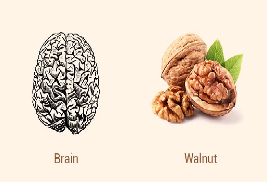Walnut and Brain