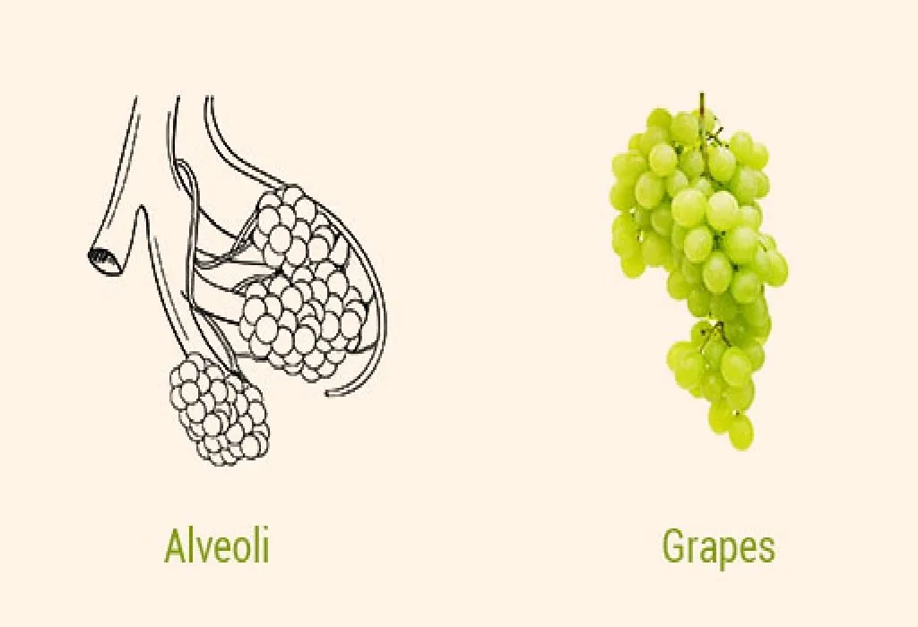 Grapes and Alveoli in Lungs