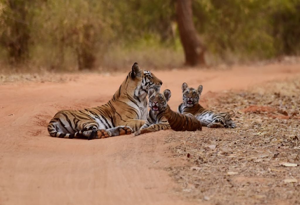 6 Fun Ways to Celebrate World Tiger Day with Kids