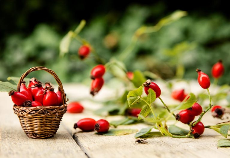 Rose Hip During Pregnancy - Benefits and Side Effects