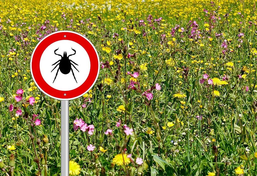 cause of lyme disease