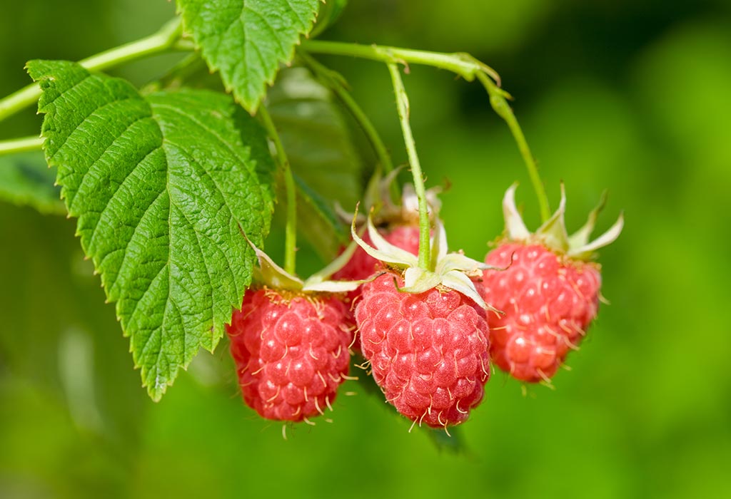 Does Red Raspberry Leaf Tea Help to Improve Fertility?