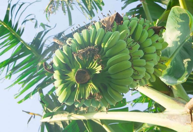 Banana Powder for Babies - Health Benefits & Recipes