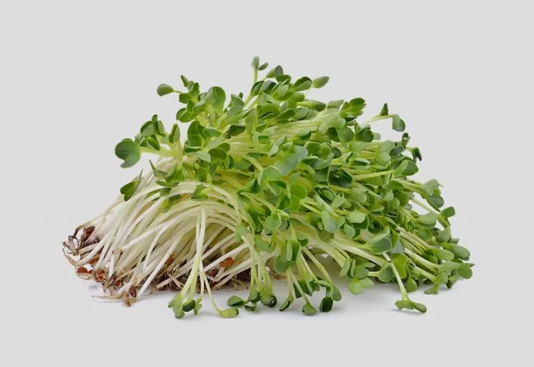 Alfalfa in Pregnancy and During Breastfeeding