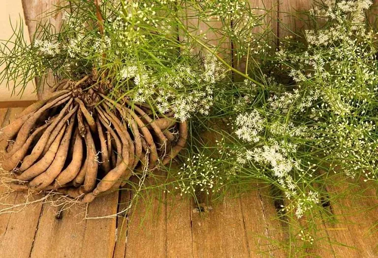 Shatavari for Fertility - A Wonder Herb for Women to Get Pregnant