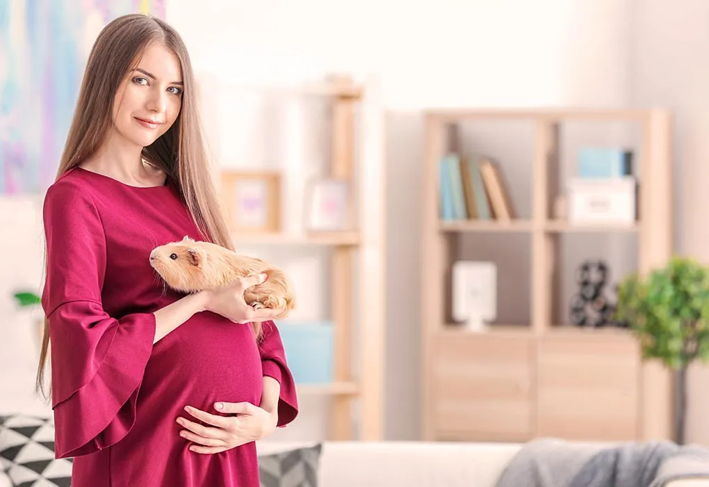 Hamsters, Guinea Pigs and Mice during Pregnancy