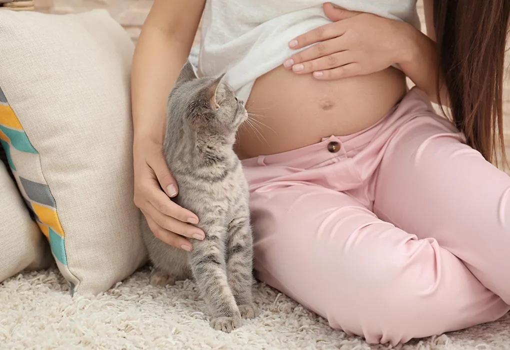 Cats during Pregnancy
