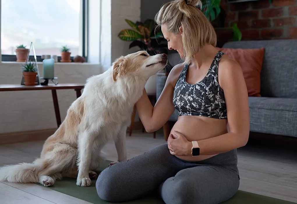 are dogs safe during pregnancy