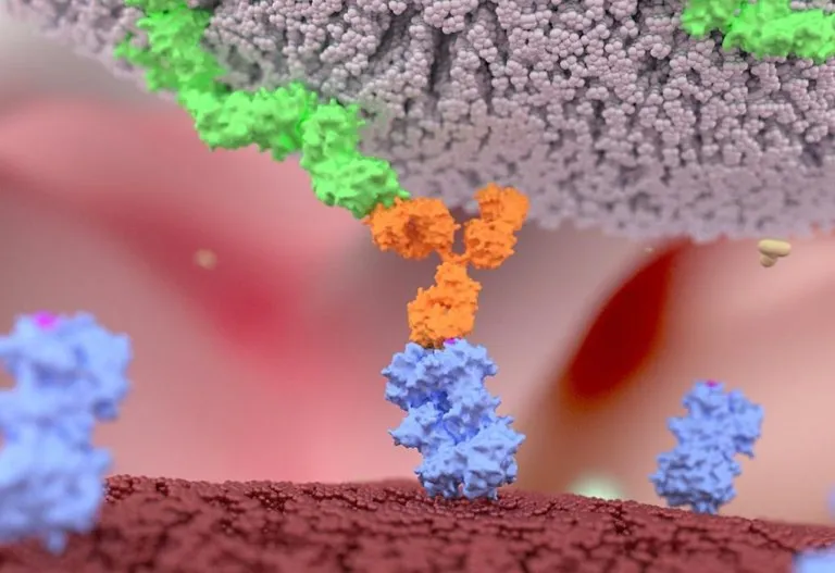 Natural Killer Cells (NK Cells) and Pregnancy