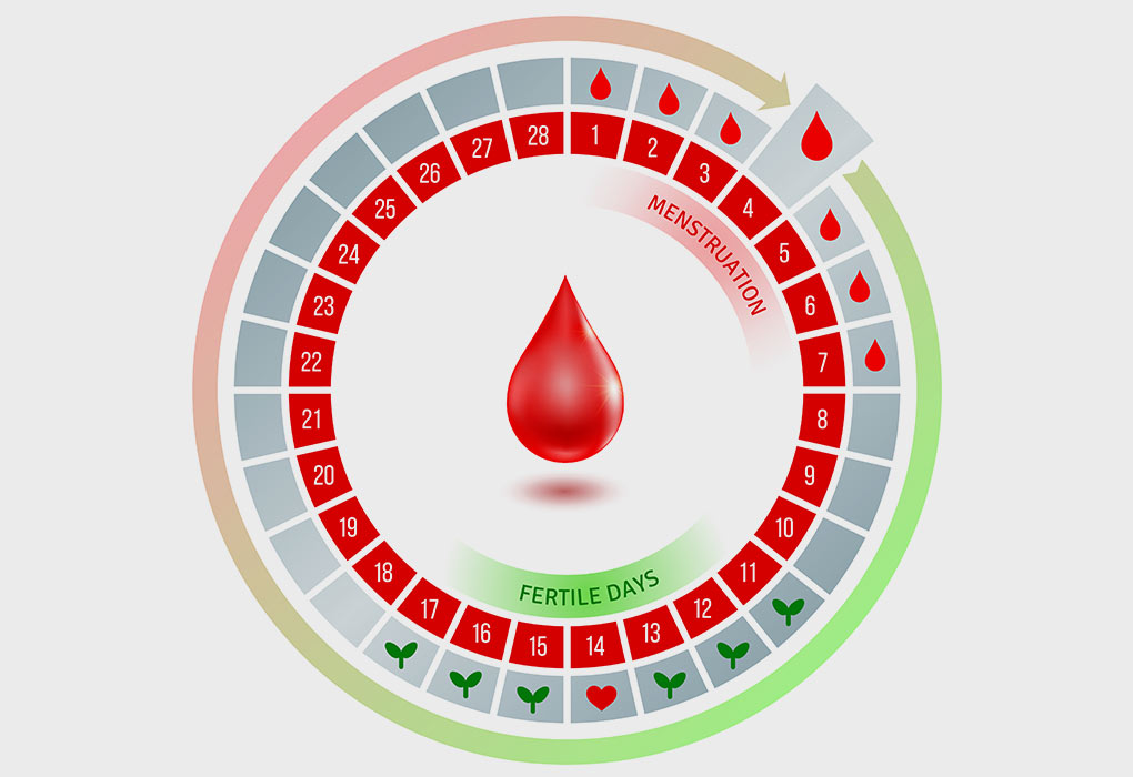 Ovulation & Temperature: Find your Fertility