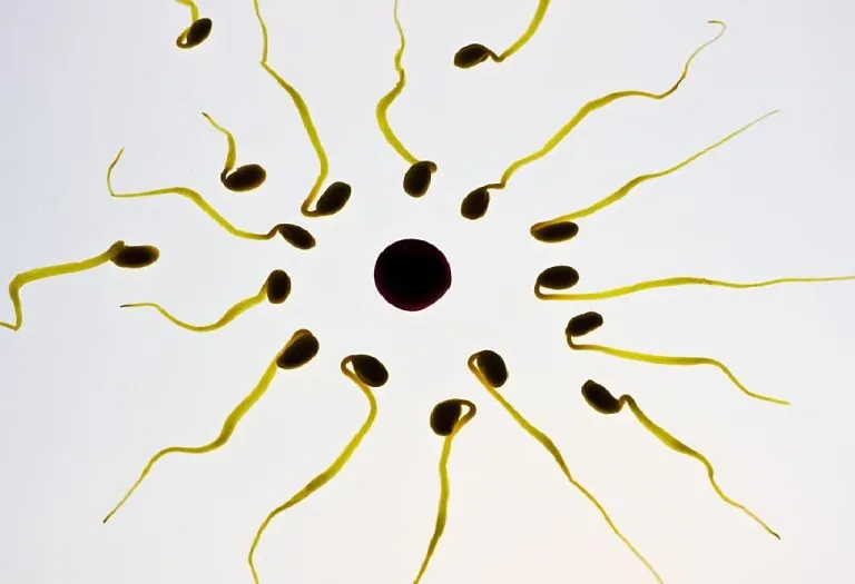 Infertility Risk Factors: Should You Go for Evaluation