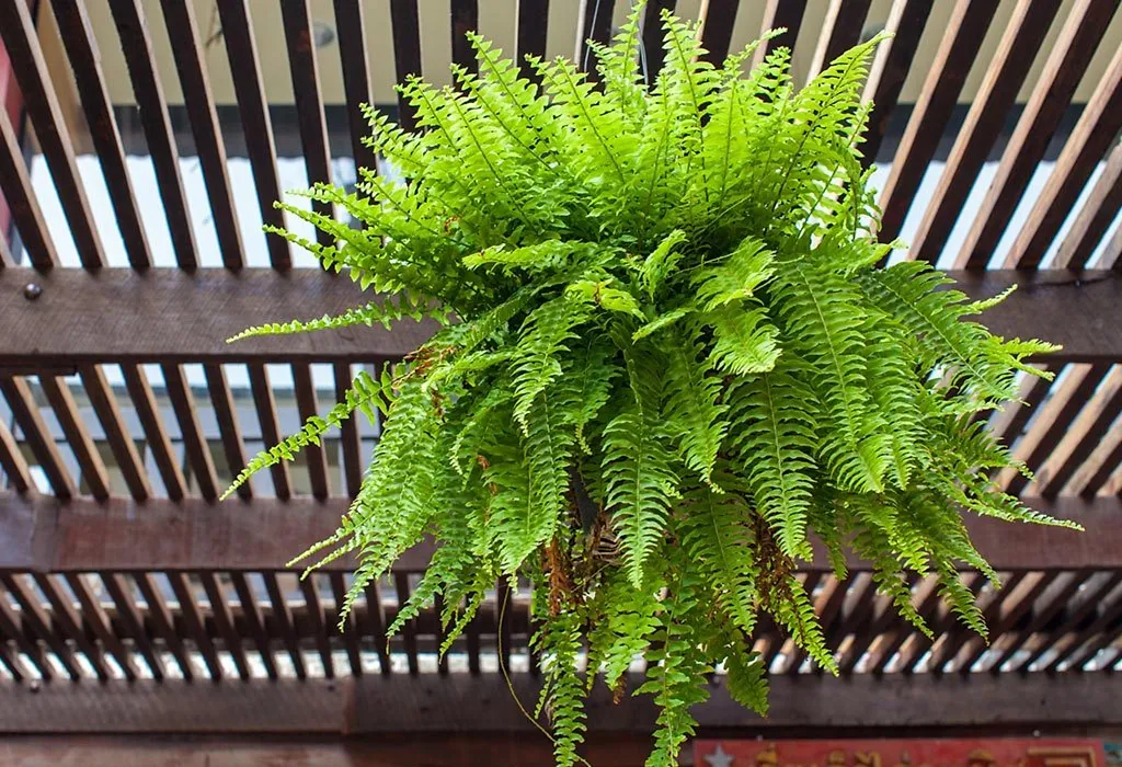 Boston Fern