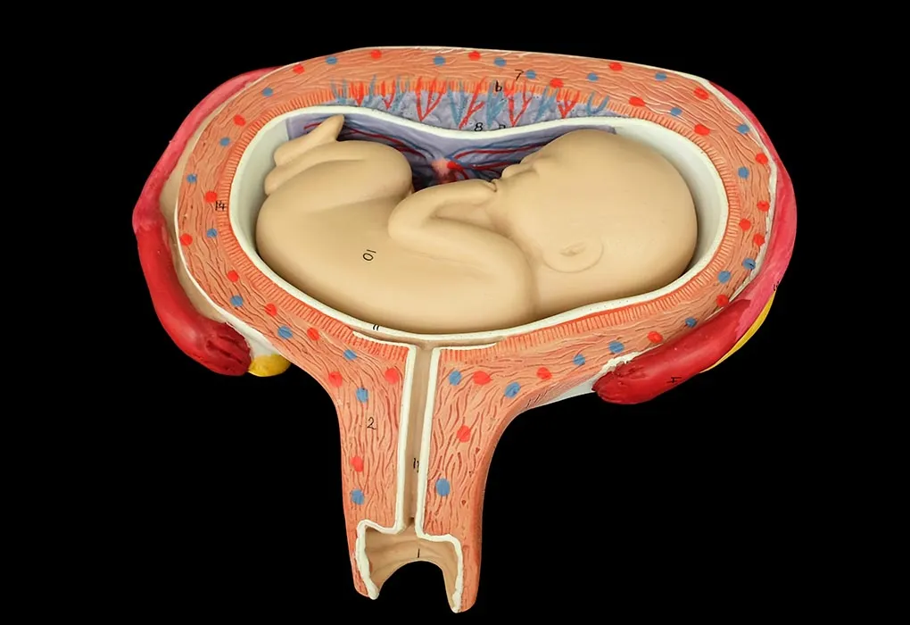 Shoulder Presentation: Causes, Complications & Diagnosis