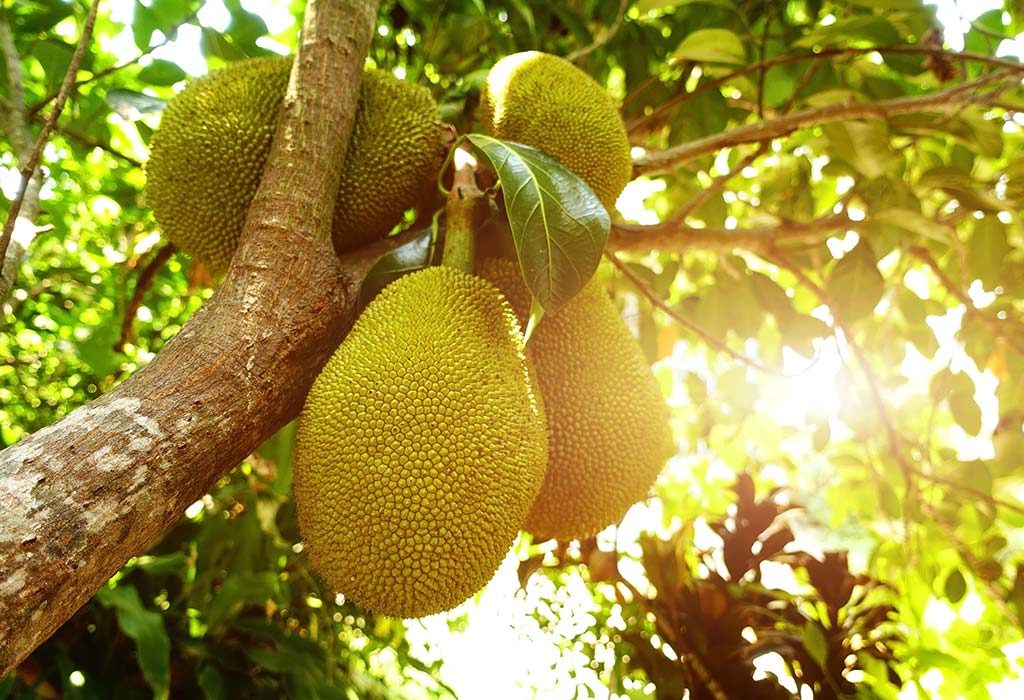 Are There Any Side Effects of Eating Jackfruit While Breastfeeding?