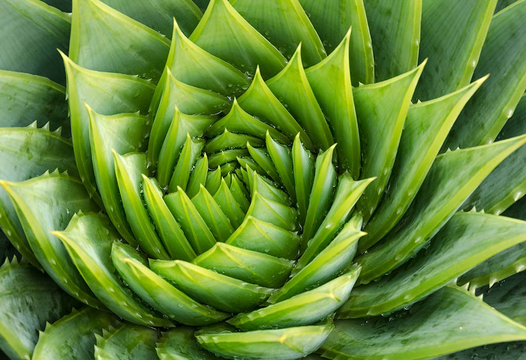 Aloe Vera 