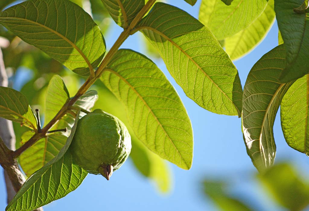 főtt Guava levelek
