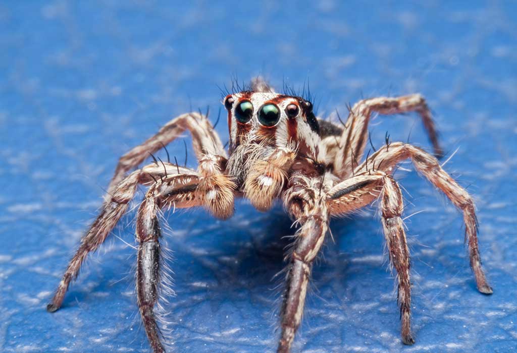 7 ways to get spiders out of your house – and expert advice on whether they  actually work