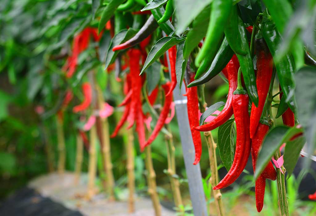 Hot peppers