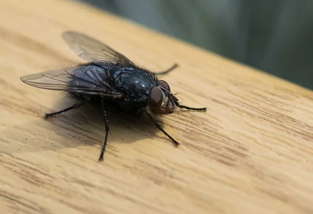 15 Home Remedies to Get Rid of Flies