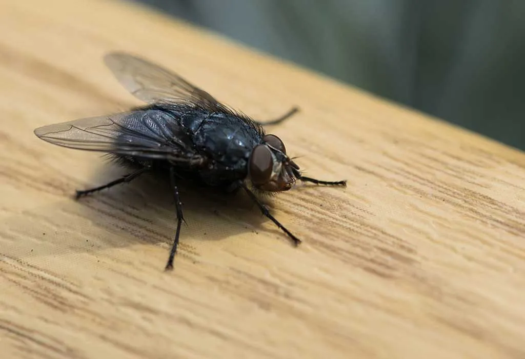 These DIY Fly Paper Strips Eliminate Flies