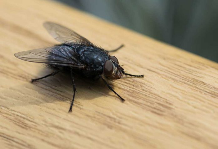 15 Wege, um Fliegen in Ihrem Haus loszuwerden