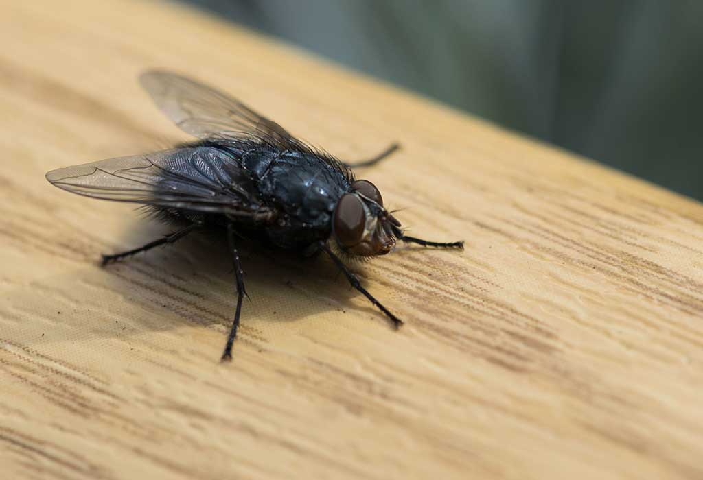 flies control at home