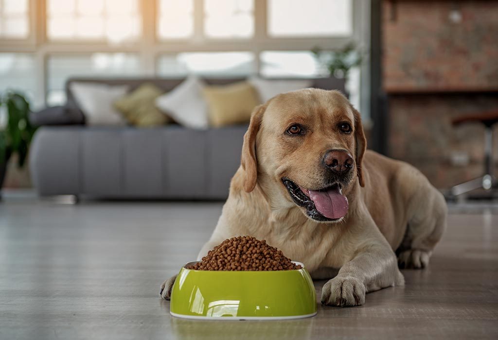 Homemade Dog Food – Easy Recipes that Your Pet Will Surely Love