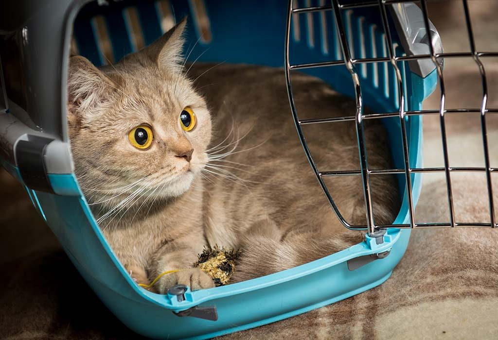 A cat in a pet carrier