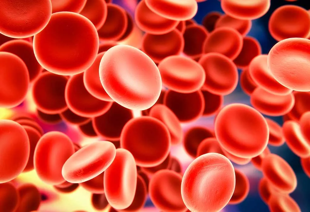 Red Blood Cell Formation