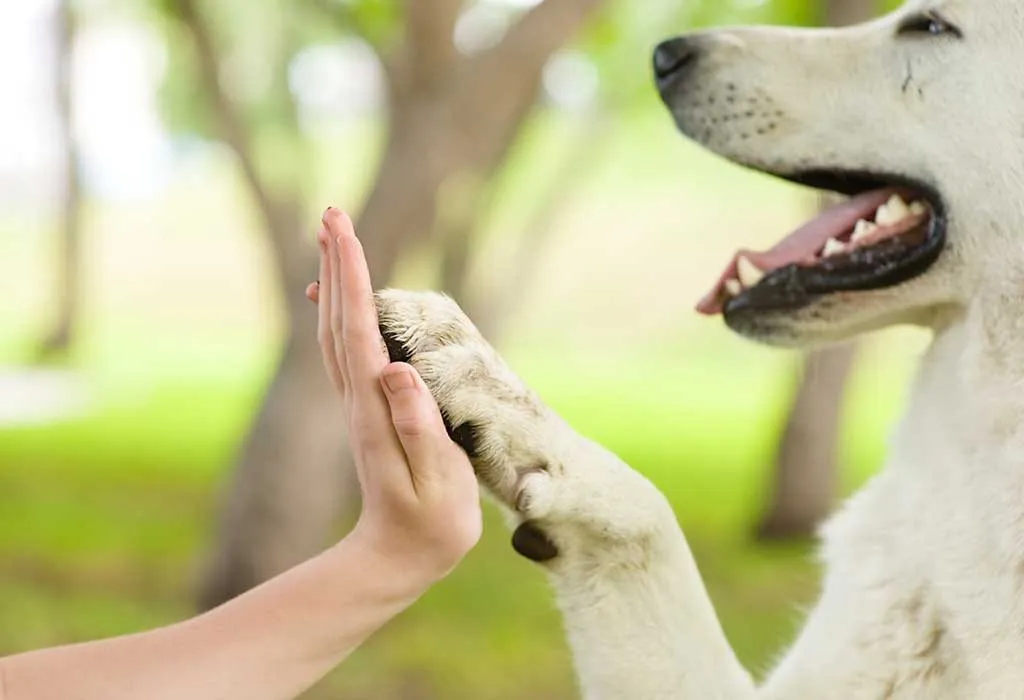 Pet Sitting Services