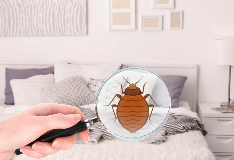 How to Get Rid of Bed Bugs at Home - Your Stepwise Guide