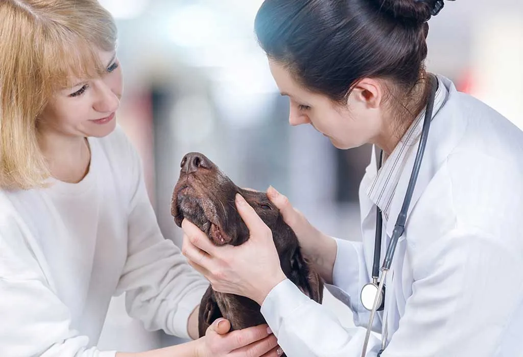 Veterinary Visits