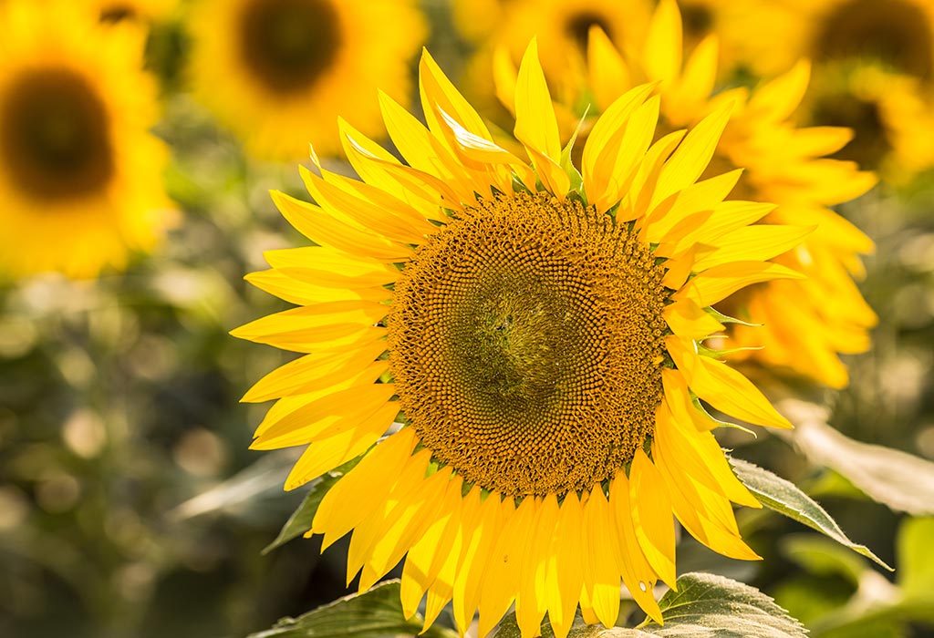 Health Benefits Of Sunflower Oil For Skin Hair More