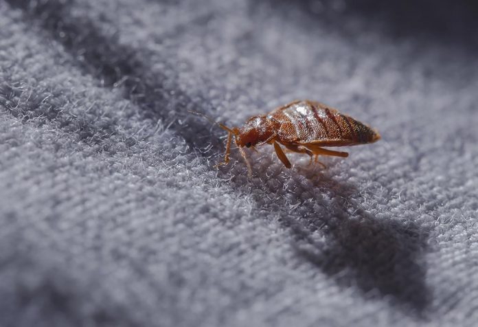 6 Home Remedies to Get Rid of Bed Bugs