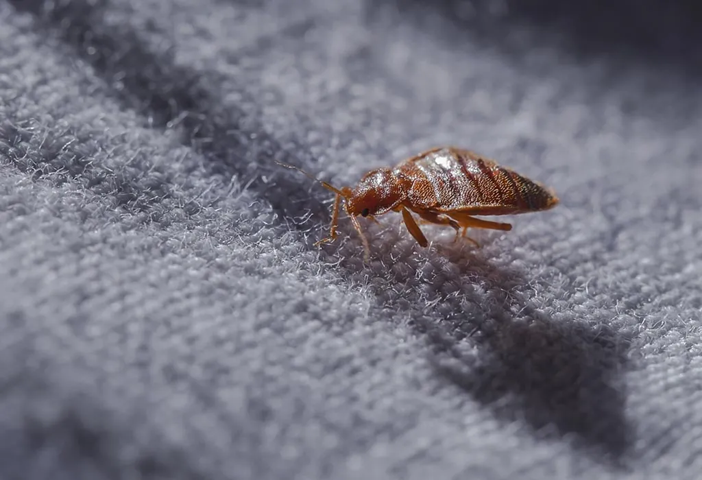 do bed bugs die in the washing machine