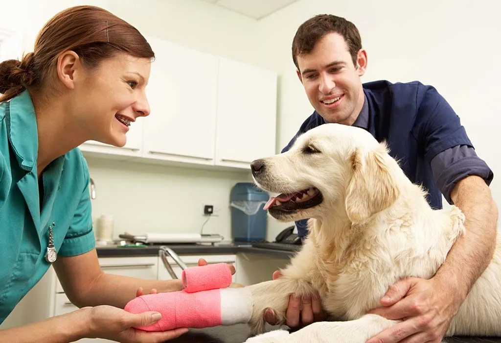 Does Pet Insurance Cover Surgery