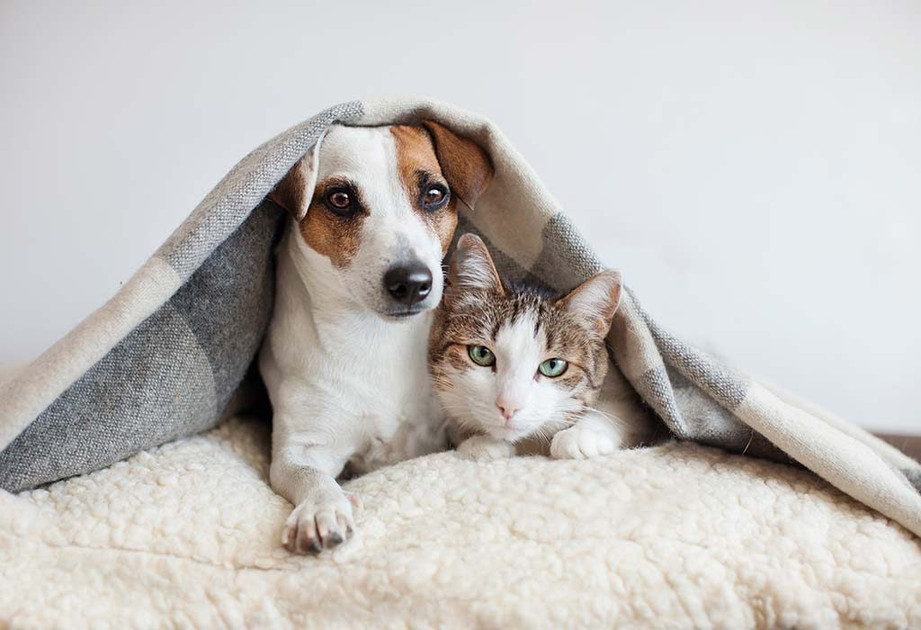 Pet Insurance – Secure Your Little Family Member