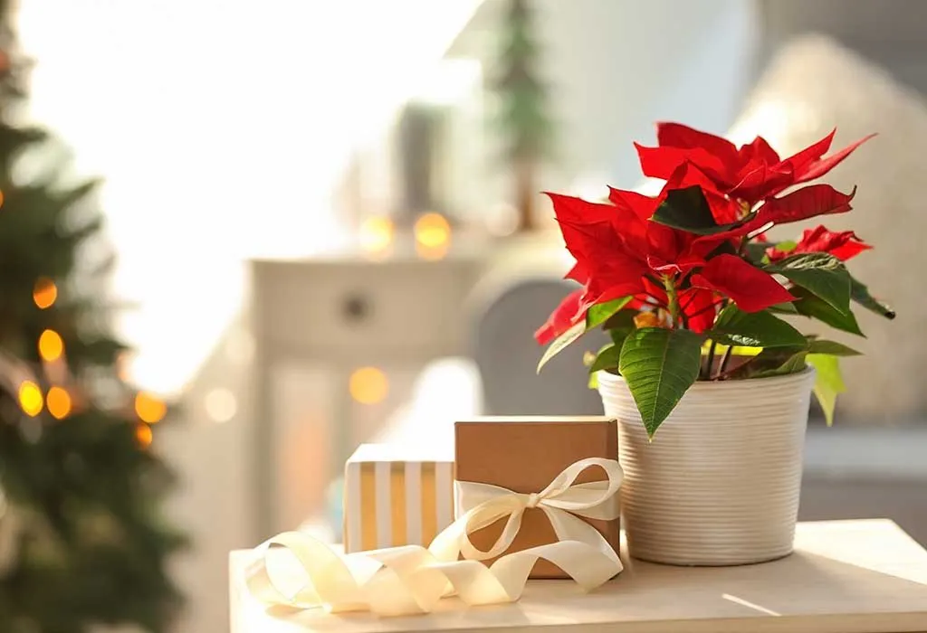 A plant as a gift