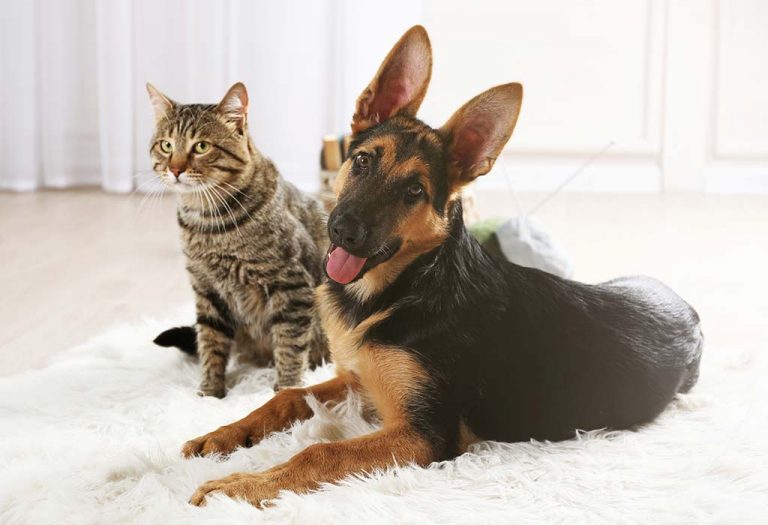 If Dogs and Cats Could Make New Year Resolutions, THIS is What They'd Look Like!