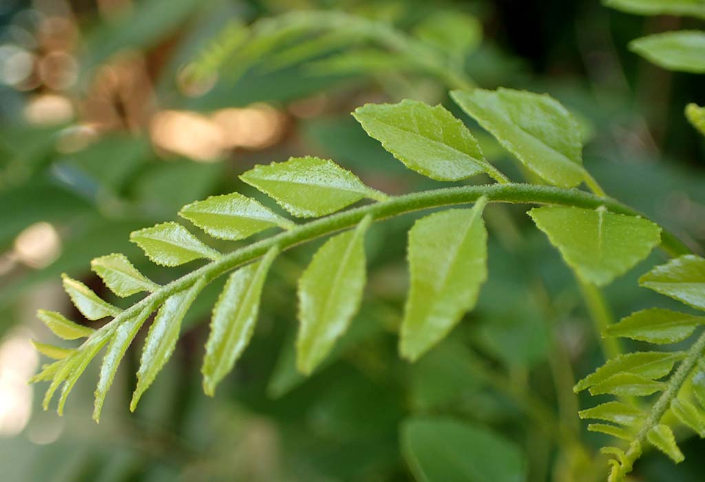 Coltiva la tua pianta di curry