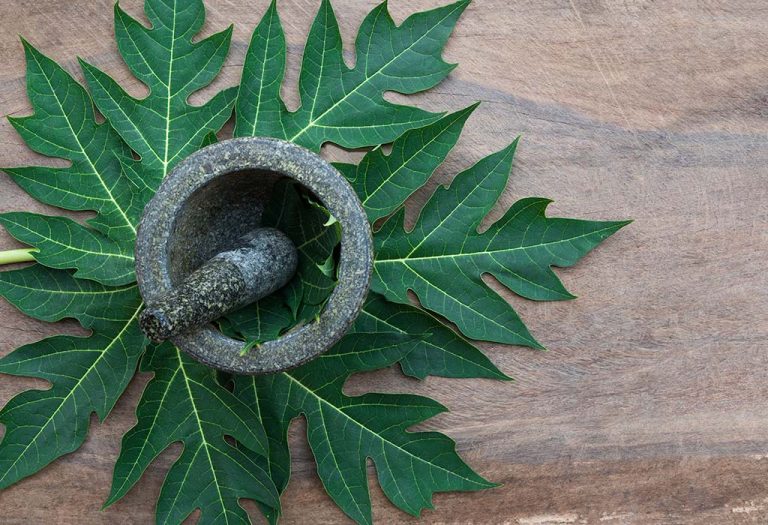 Can Papaya Leaves Help to Prevent Dengue Fever?
