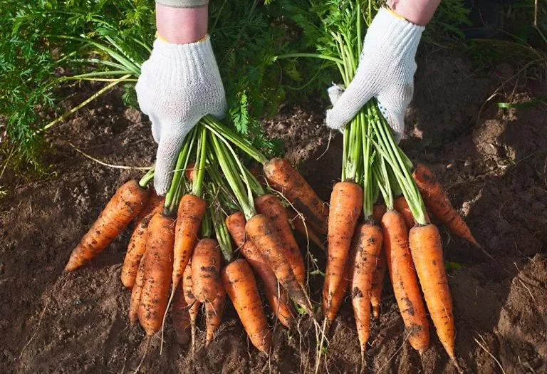 आंखों को सदैव निरोगी रखने के लिए गाजर का सेवन करना उपयोगी