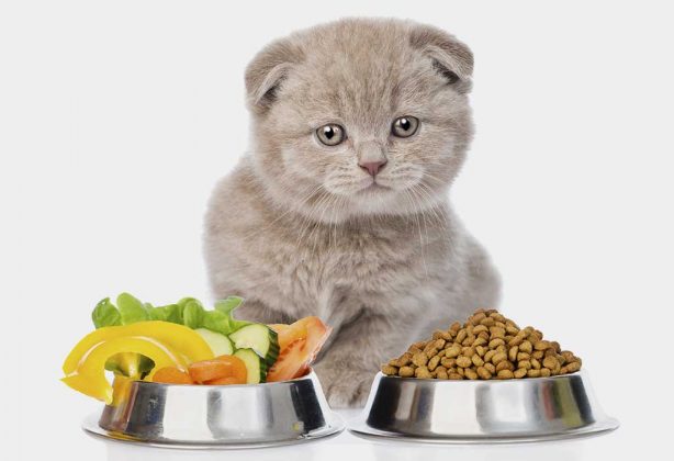 8-healthy-homemade-foods-with-recipe-for-cats