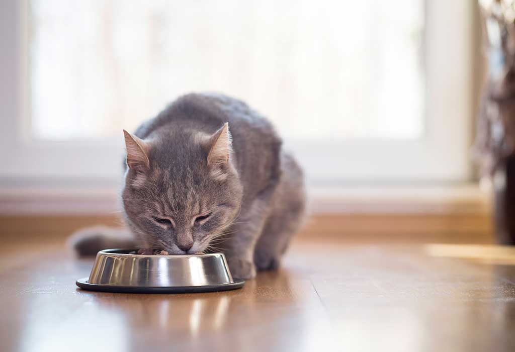 Homemade cat food for weight gain hotsell