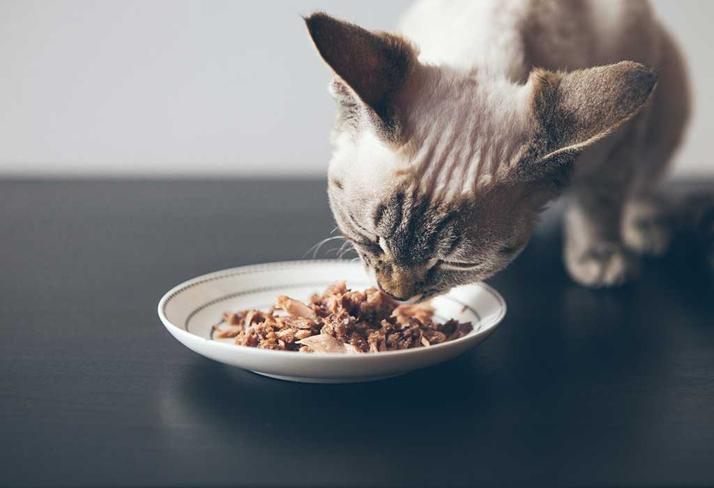 Homemade food store for senior cats