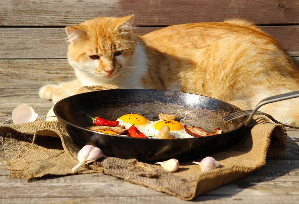 Boiling chicken shop for cats