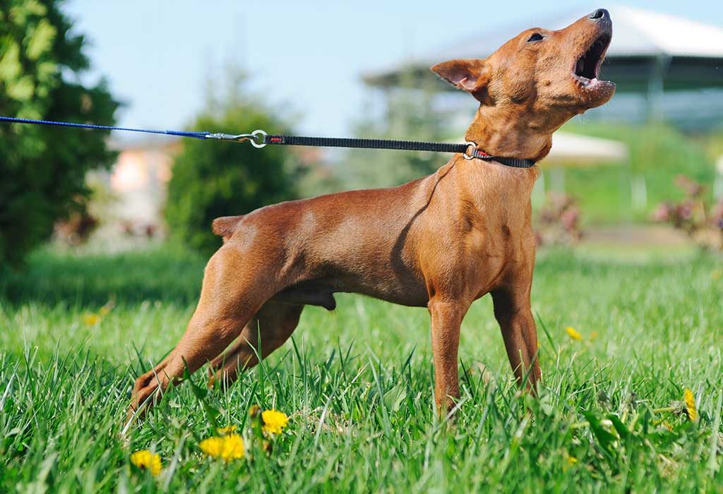 How to Stop Dog From Barking- Controlling Your Pet’s Excessive Woofs and Whines