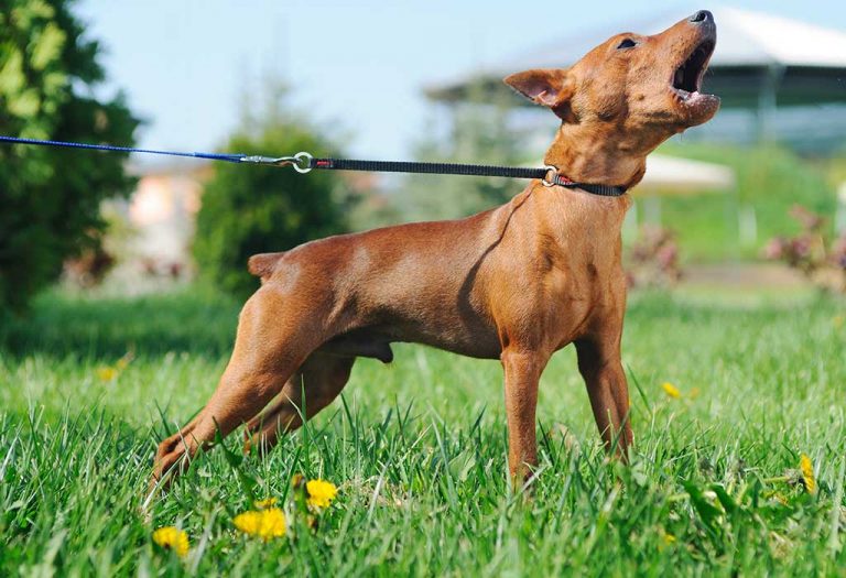 How to Stop Dog From Barking- Controlling Your Pet's Excessive Woofs and Whines